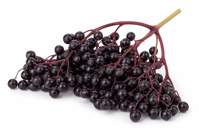 European Elderberry Extract