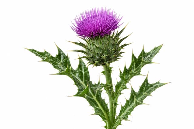 Milk Thistle