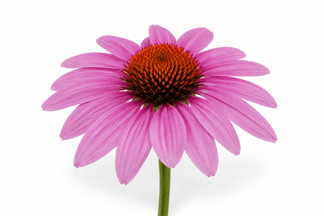 Immune Defense Nutrients